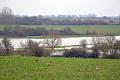 5. Pheasants look over Cherwell Valley, January 12